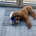 Joanne Lester - @joannelester982 - Instagram