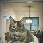 Joanne Lind Heilmeier - @joanneheilmeier - Instagram
