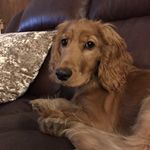 joanne lister - @henryhelldog - Instagram