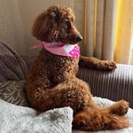 Joanne Lloyd - @joannelloyd6995 - Instagram