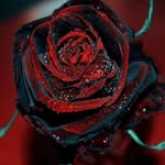Joanne H Marsella Lowell - @shortiejojo1220 - Instagram