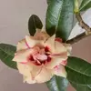joannematos1 - @joannematos1 - TikTok