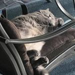 Joanne Flautt McClellan - @mcclellanjoanne - Instagram