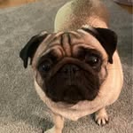 Joanne Mcleod - @dorapugmcleod - Instagram
