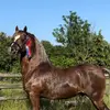 Merrick - @joannemerrick2 - TikTok