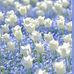 JoAnne Norton - Facebook
