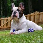 Joann Pantalone Odom - @roscoe_odom2017 - Instagram