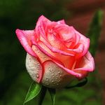 JoAnn Padgett - @padgett4371 - Instagram