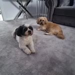 Joanne Neithercut - @proutjoanne10 - Instagram