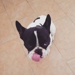 Ozzy - @joanne.pryor7 - Instagram
