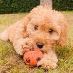 Joanne Rea - @jojorea - Instagram