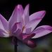 Joanne Renner - Facebook