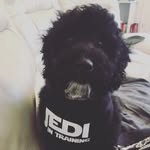 Joanne rigby - @obi1_dog - Instagram