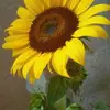 Joanne Saul - @lindaea6ecb58 - TikTok