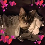 Joanne Scherer-Holsopple - @joanne.schererholsopple - Instagram