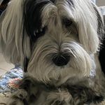 Joanne Shapiro - @skyadsales - Instagram