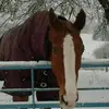 Joanne Sheldon - @joanne.sheldon8 - TikTok