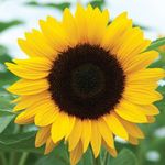 JoAnne Shoemaker - @joanneshoemaker38 - Instagram