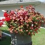 Joanne  Stauffer - @jjsajs1614 - Instagram