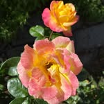Joanne Stillman - @joanne.stillman.5 - Instagram