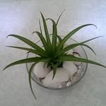Joanne Teoh - @joanneteoh1962 - Instagram