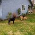 Jo Ann Chapman Thurman - Facebook