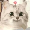 Joanne.Todd - @ghoxpvuyrhb - TikTok
