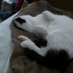 Joanne Trombley - @billy_good_boy_ - Instagram