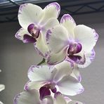 Joanne Walls - Facebook