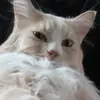 joannewolfee - @joannewolfee - TikTok