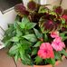 Lee Joanne Yoder - Facebook
