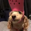 jo - @joanne.yoon - TikTok