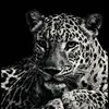 Joanny_Rodriguez🤍 - @joanny_rodriguez7 - TikTok