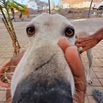 João Spencer - @j.i.b.l.s - Instagram