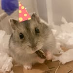 alvaro joaquim! 🐹 | hamster anão russo - @_alvarojoaquim - Instagram