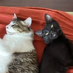 joaquim & chico russo - @joaquimquinzinhocat - Instagram