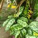 Joaquim Silva - Facebook