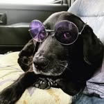 Joaquim Viegas - @viegas.joaquim - Instagram