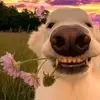 Joaquim Viegas - @joaquimviegas806 - TikTok