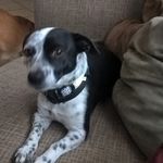 Joaquin Abrego - @kingdog300 - Instagram