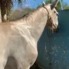 Joaquin Aguilar - @joaquinaguilar5 - TikTok