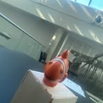 Joaquin Altamirano - @joaquinaltamirano64 - Instagram