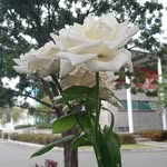 Luis Joaquín Rayas Anguiano - @anguianoluisjoaquinrayas - Instagram