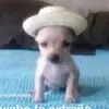 joaquin_avalos_ - @joaquin_avalos_ - TikTok