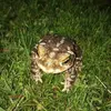 joaquin_americh - @gfddss444 - TikTok