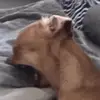 Joaquin Magana Barajas - @joaquin.magana.ba - TikTok