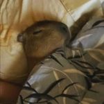 Joaquin Barrientos - @_joaquin_chimaev_ - Instagram