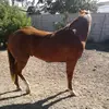 Joaquin Barron - @joaquin.barron12 - TikTok