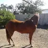 Joaquin Barron - @joaquin.barron5 - TikTok