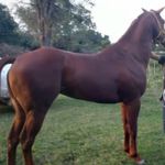 Joaquin Bejarano - @bejaranojoaquin256 - Instagram